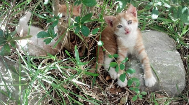 当戈贝尔的掌心覆盖天空,一场不存在的横扫如何诠释现代篮球的终极法则