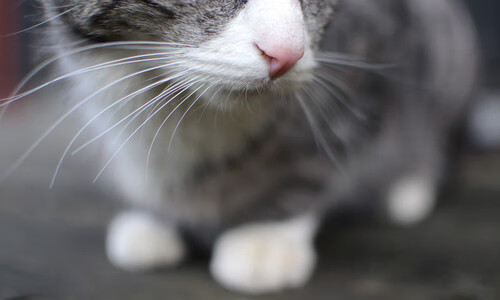 全村的希望!皮亚斯特里扛旗,迈凯伦上演绝地翻盘