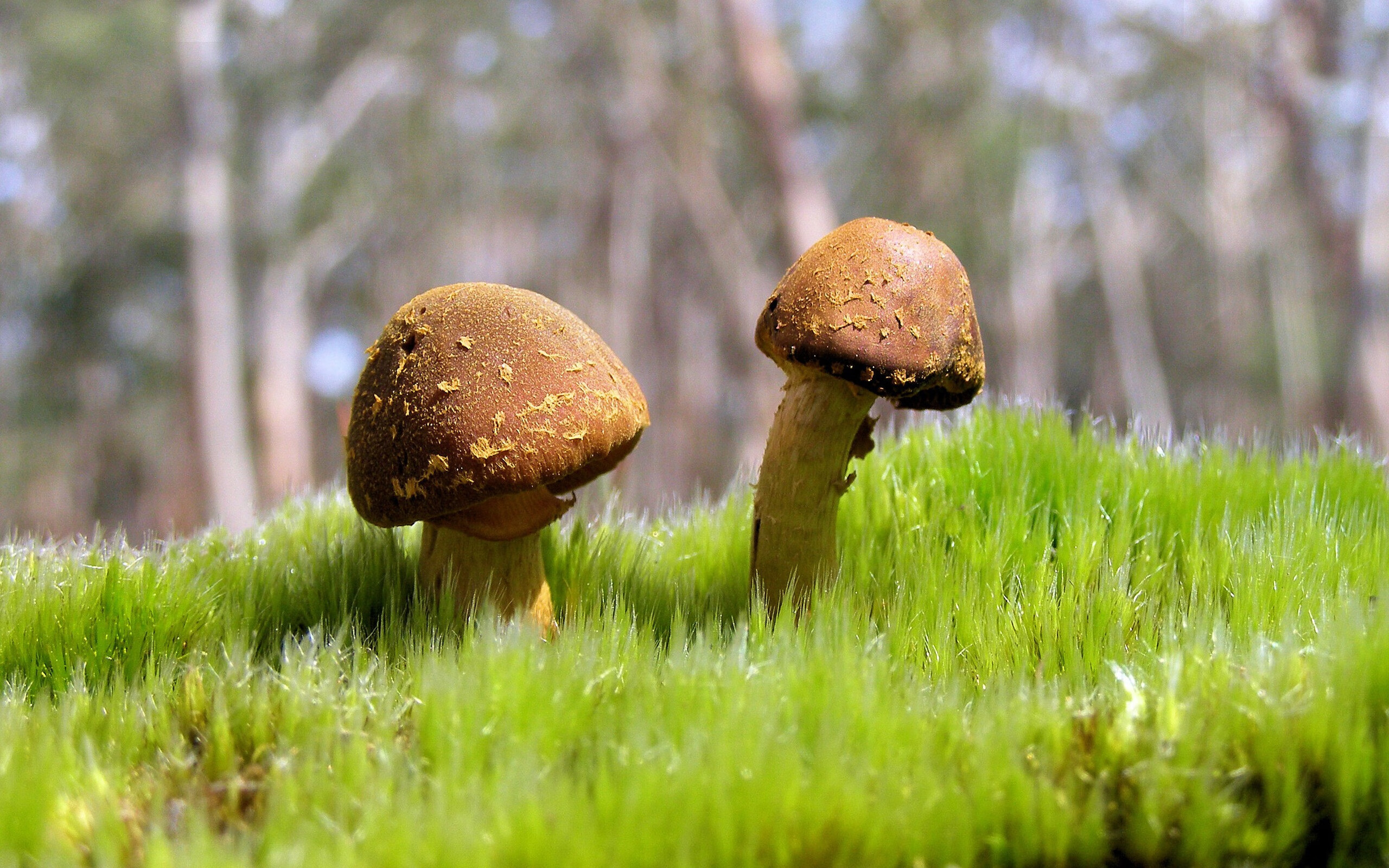 戈贝尔末节封神夜，世界排名争夺战，一寸山河一寸铁 法国巨塔接管生死时刻，一场防守美学定乾坤