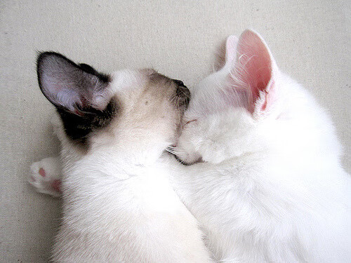 油门与妙传，体育之夜的冰火教科书