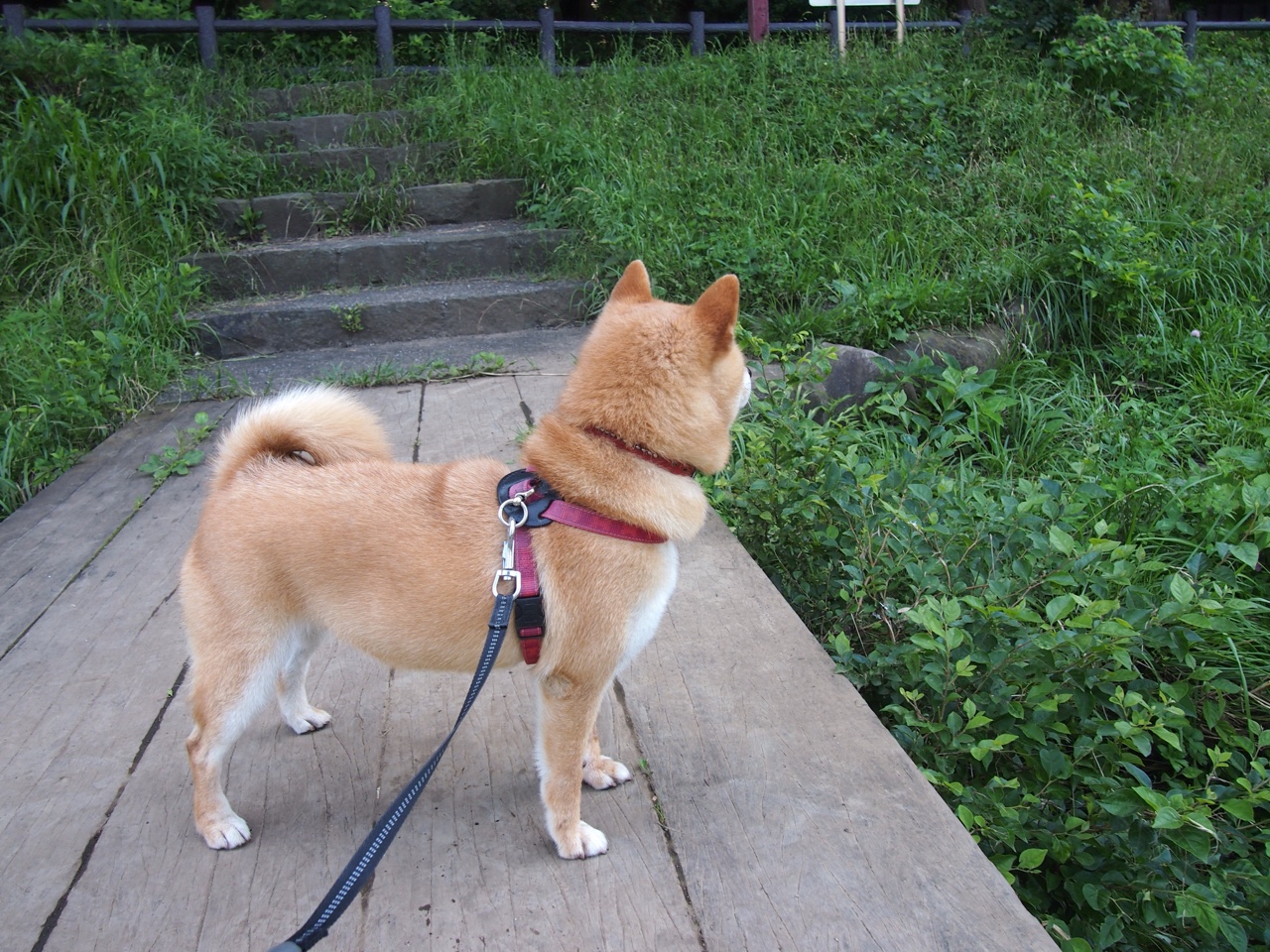 铁壁与风暴眼，当辽宁的团队堡垒遭遇黄蜂的绝境妖星