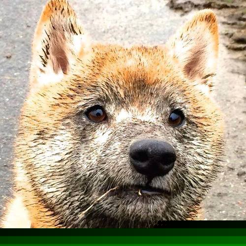 赛道与绿茵的弧线，维斯塔潘如何以F1哲学收割贝蒂斯式的挑战