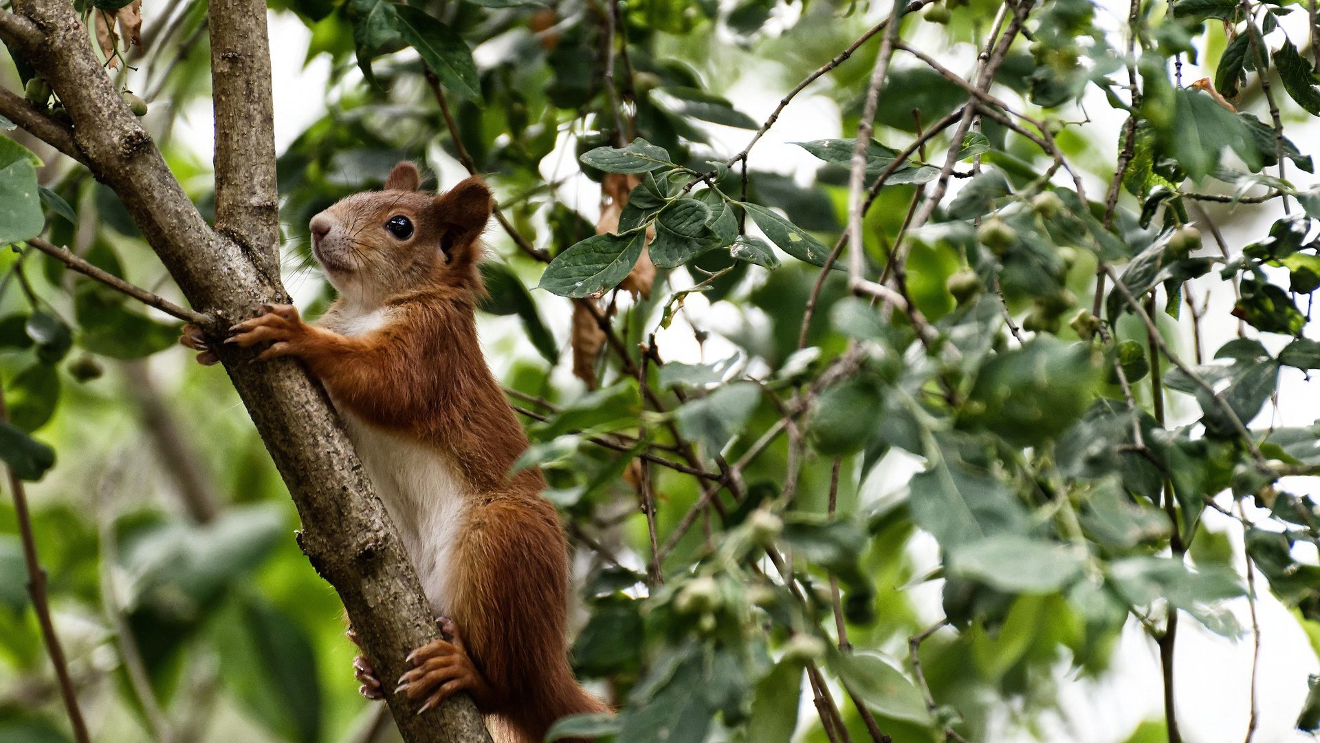 绿军杀手！哈登在波士顿的微光长夜