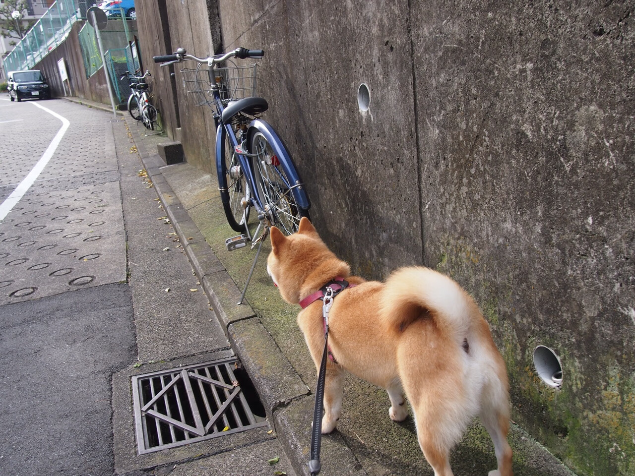 塔图姆末节狂飙20分！浙江队踏平国王的背后功臣