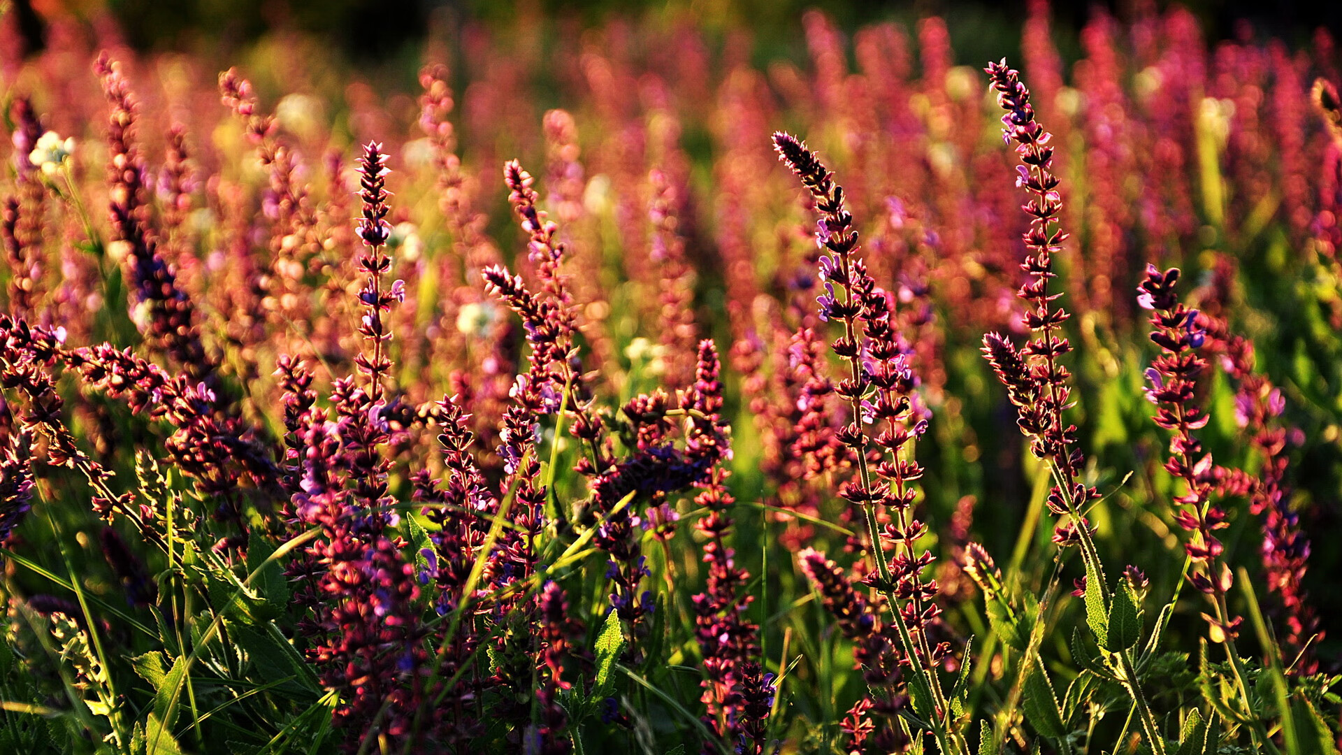 戈麦斯闪耀意甲焦点战，稳定输出不掉线成关键