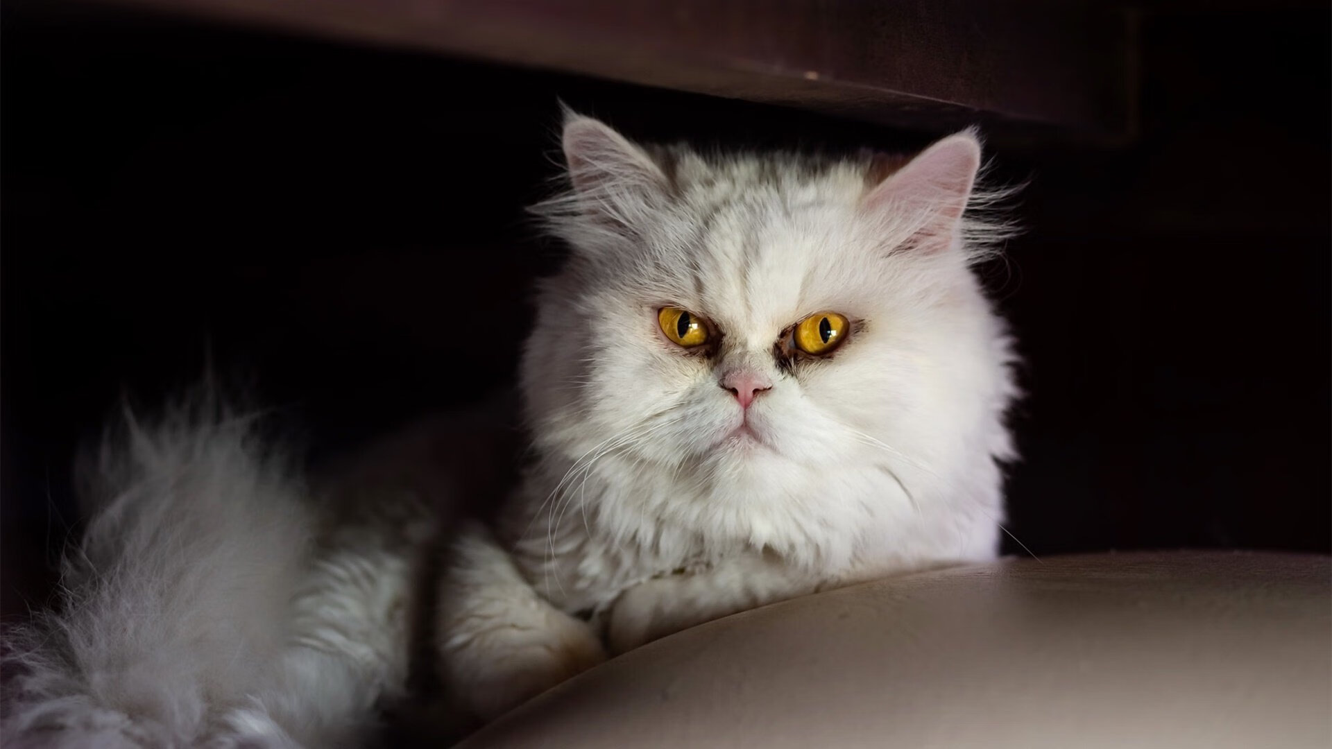 节奏之境，当莫兰特在紫禁之巅写下属于时间的诗篇