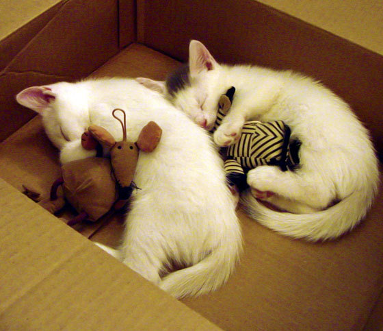 引擎轰鸣！范弗利特化身指挥塔，活塞正面碾压山西队