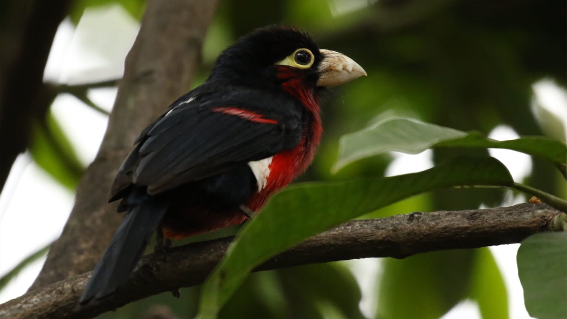 南美舞步对东亚刀锋，一场绝杀与惊艳并存的绿茵史诗