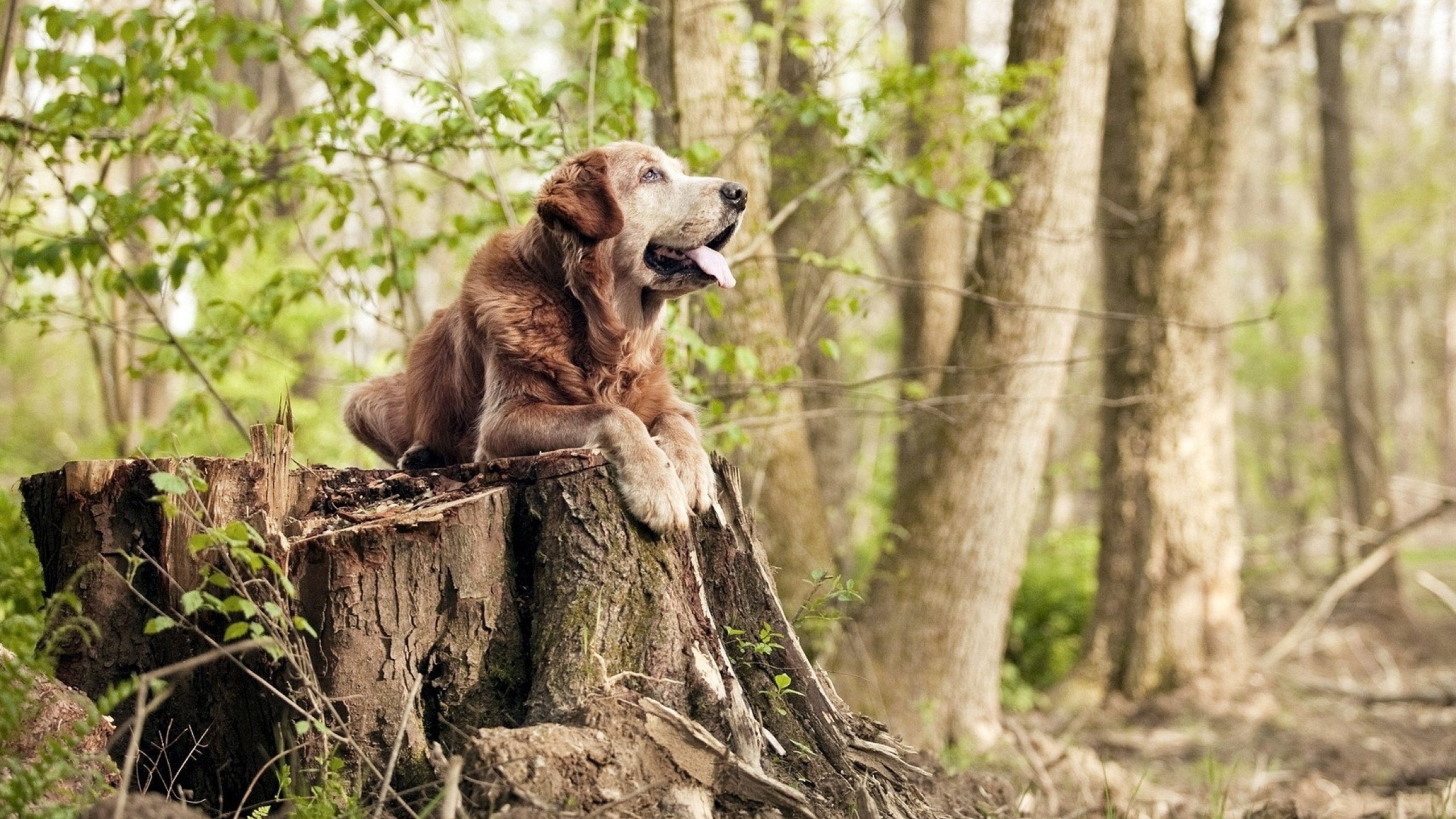 金元时代的胜利，卡塔尔如何用奇兵萨拉赫击溃法甲豪门里昂