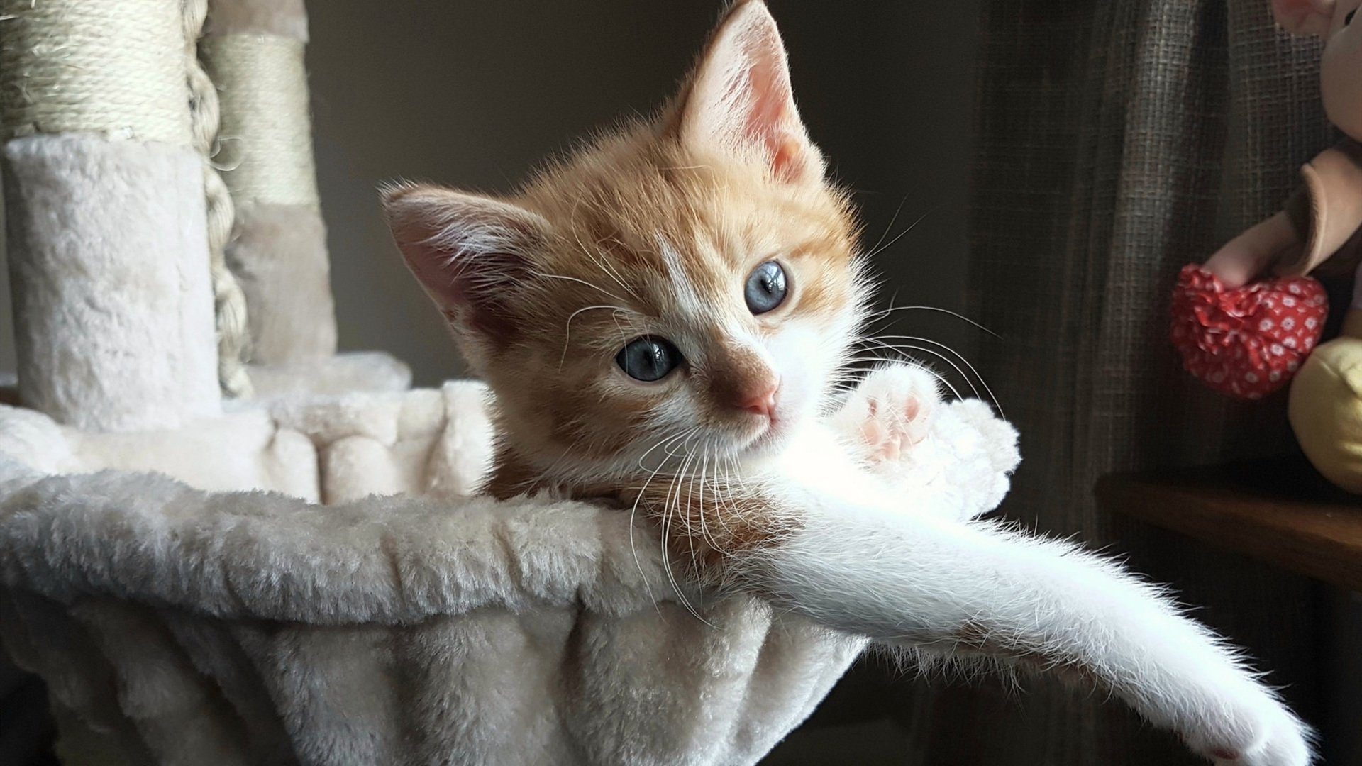 蛰刺苍穹,布克神迹映照下,火箭的强队幻影