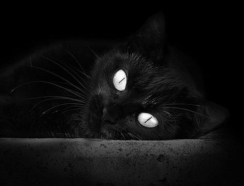 跨洋连线不掉线,马克西隔着太平洋给黄蜂来了场绝杀教学