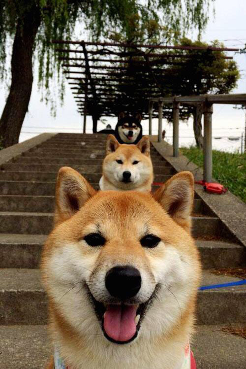 冰与火之歌,欧文单骑焚城,开拓者提前扼杀猛龙悬念