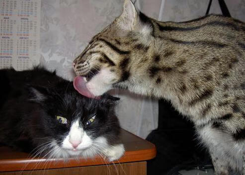 绝对核心！布克惊艳四座独砍30+深圳队第三节一波流提前终结黄蜂悬念