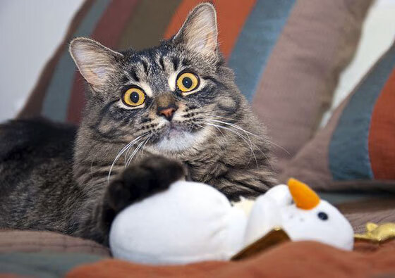 今夜，有神自金州来，2016西决G6克莱·汤普森封神之战