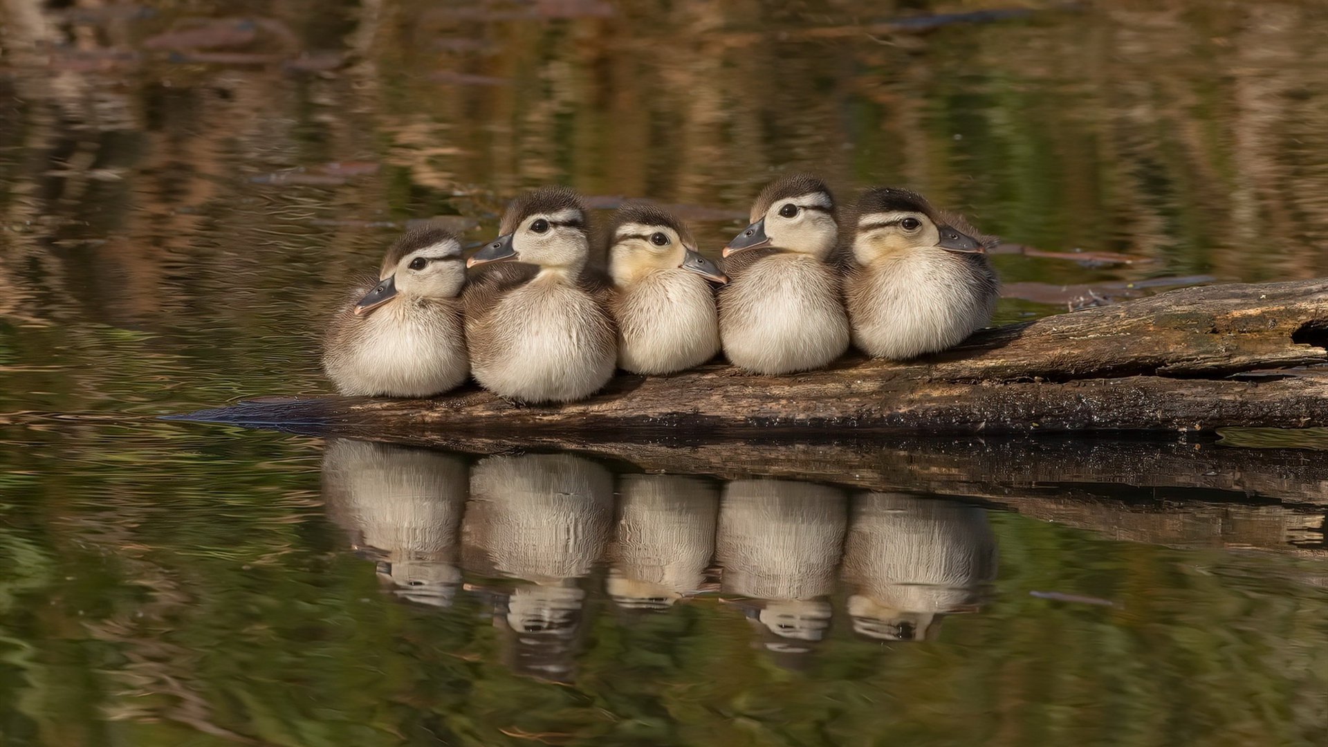 阿克一传一射定乾坤，雷恩三箭齐发碾碎威尔士童话