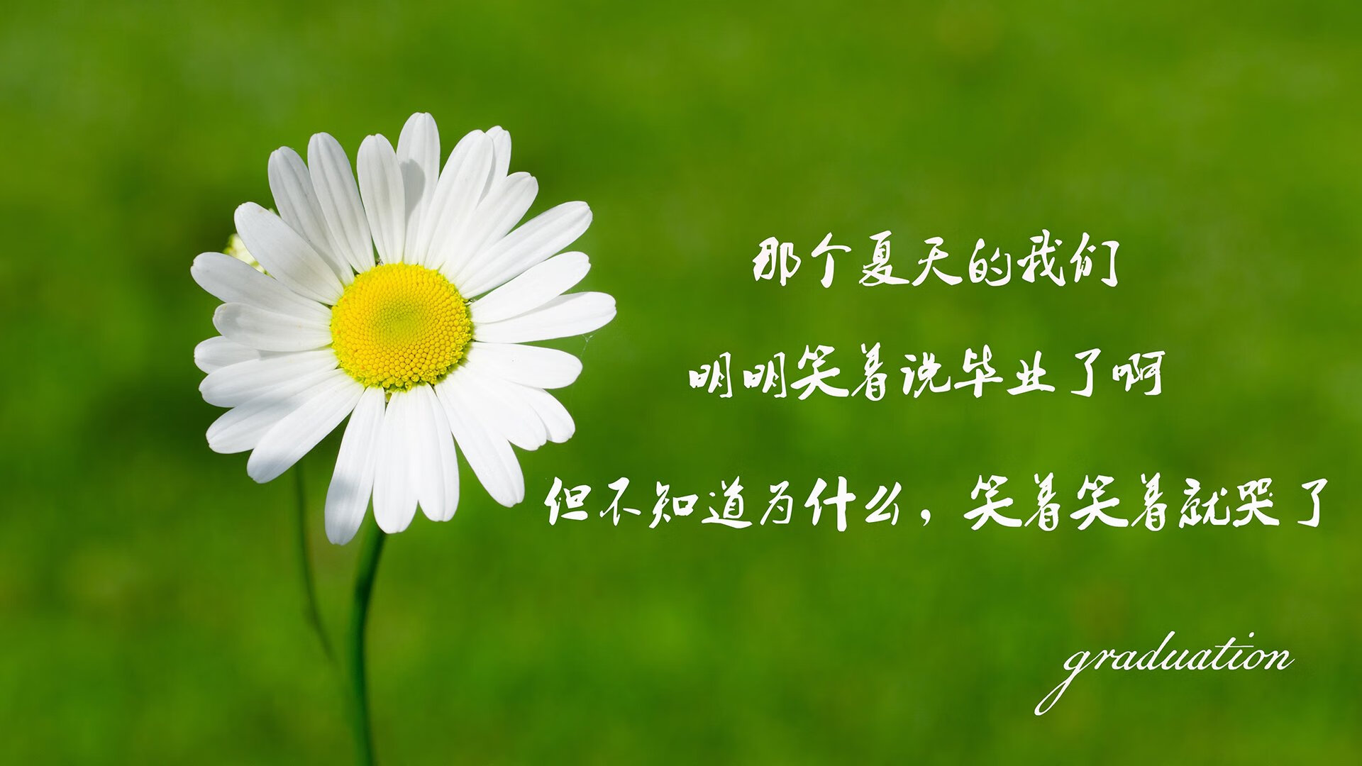 塔雷米的独舞,2026世界杯D组焦点战,葡萄牙三球逆转荷兰的隐形密钥