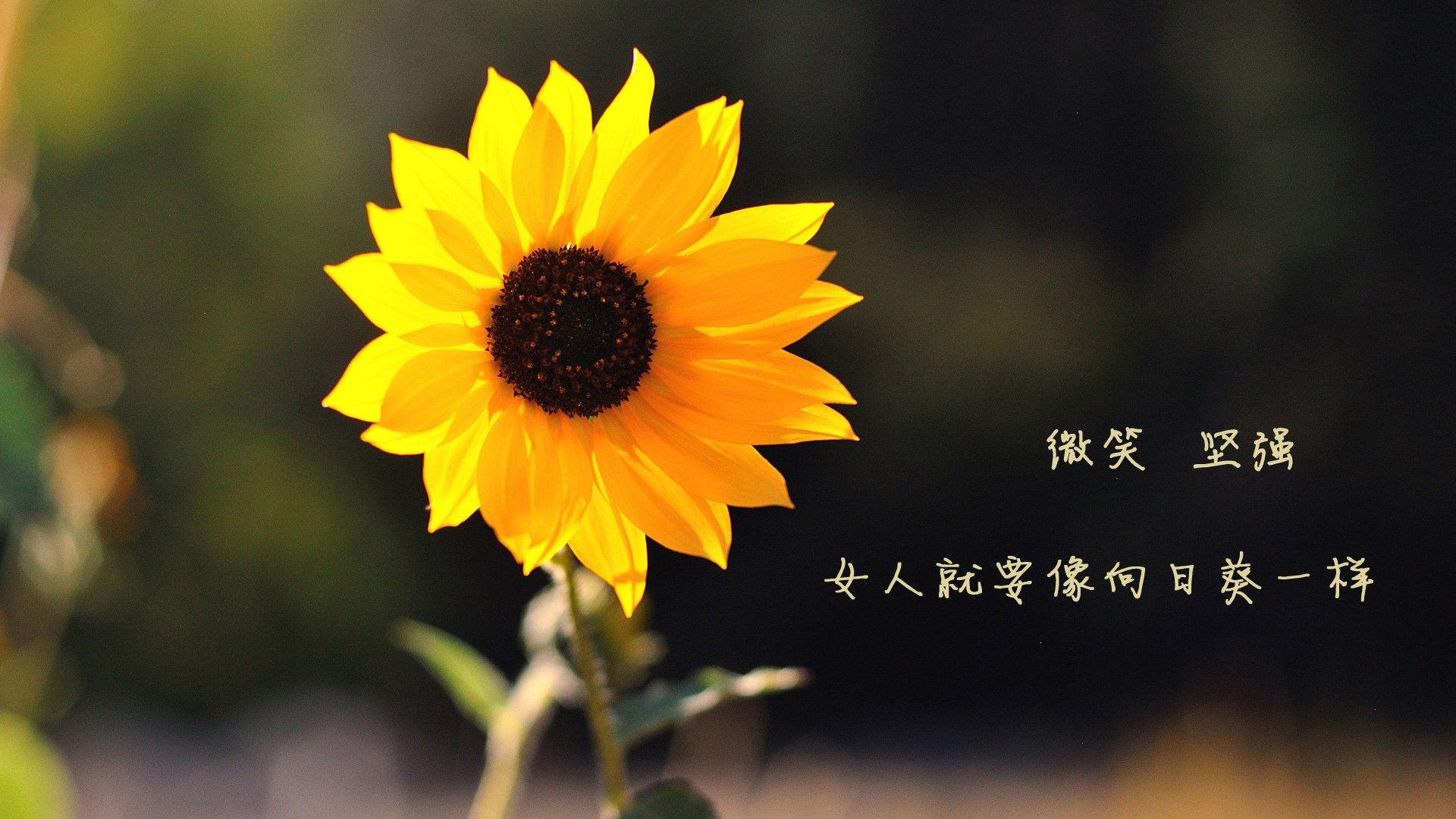 寒冰之刃,2026世界杯F组焦点战,冰岛如何用冷血反击刺穿比利时黄金一代